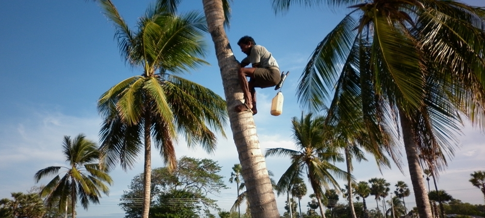 Toddy Tapping